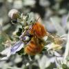 Bombus pascuorum